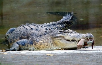 medium_crocodile_veterinaire.jpg