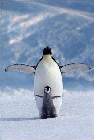 medium_pinguin.jpg