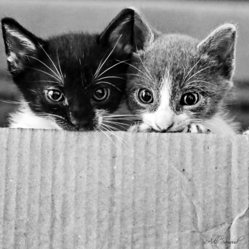 cats,chats